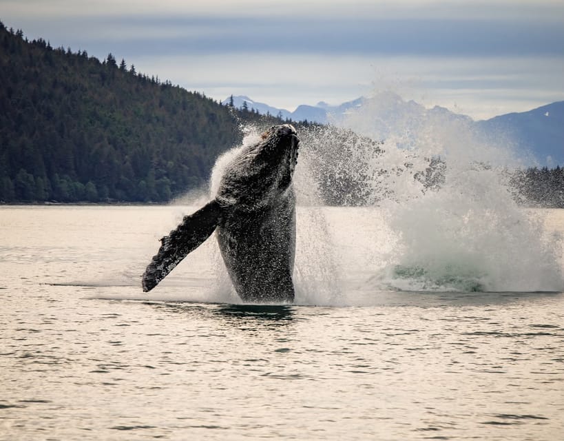 Juneau: Mendenhall Glacier Waterfall & Whale Watching Tour - Mendenhall Glacier and the walk to Nugget Falls