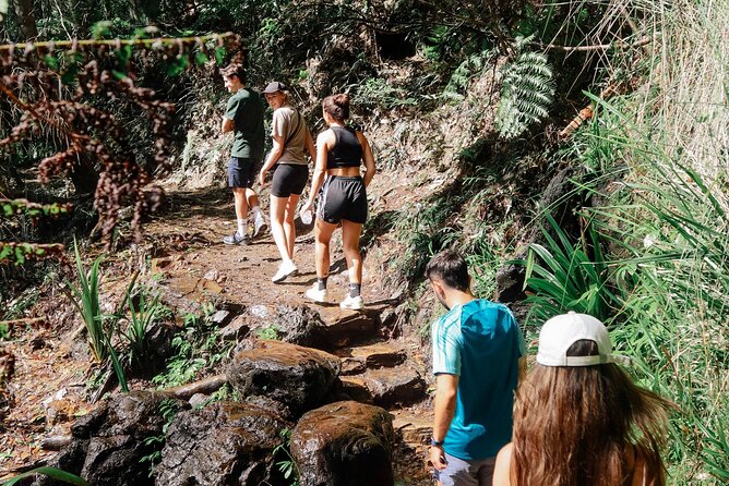 Kangaroos, 6 Springbrook Waterfalls and Natural Bridge Day Tour - Coombabah Lake: your best early wildlife chance