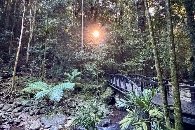 Kangaroos, 6 Springbrook Waterfalls and Natural Bridge Day Tour - Natural Bridge and its cave waterfall