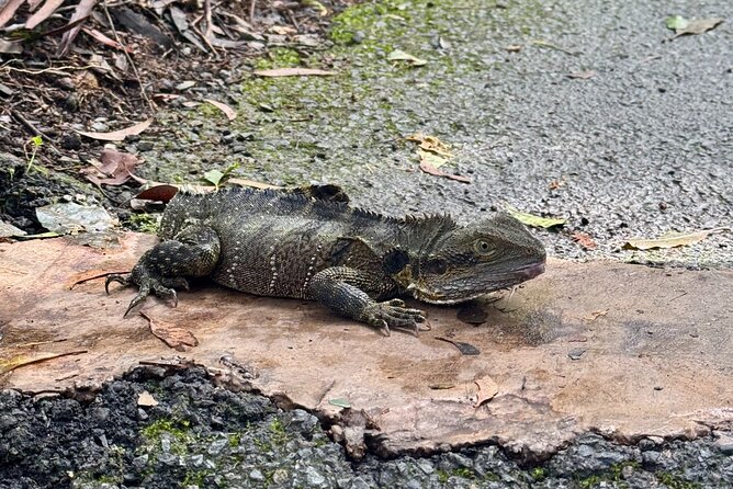 Kangaroos, 6 Springbrook Waterfalls and Natural Bridge Day Tour - What the $128.39 price really buys