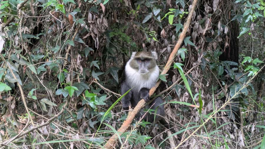 Karura Forest: Walking tour with Nature and Waterfalls. - Cycling is possible, but walking is the main event