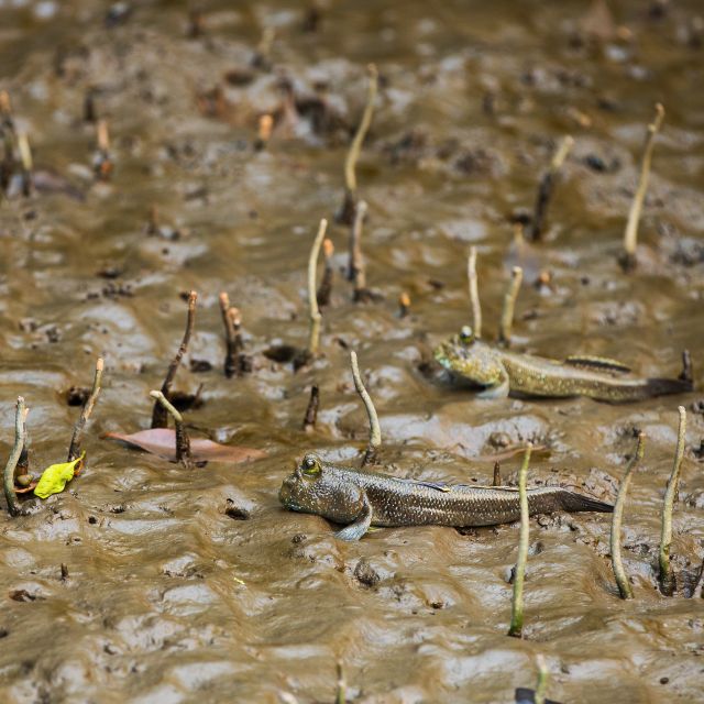 Khao Lak: Little Amazon Canoe Ride & Tam Nang Waterfall Tour - Si Phang-nga National Park and the walk to Tam Nang