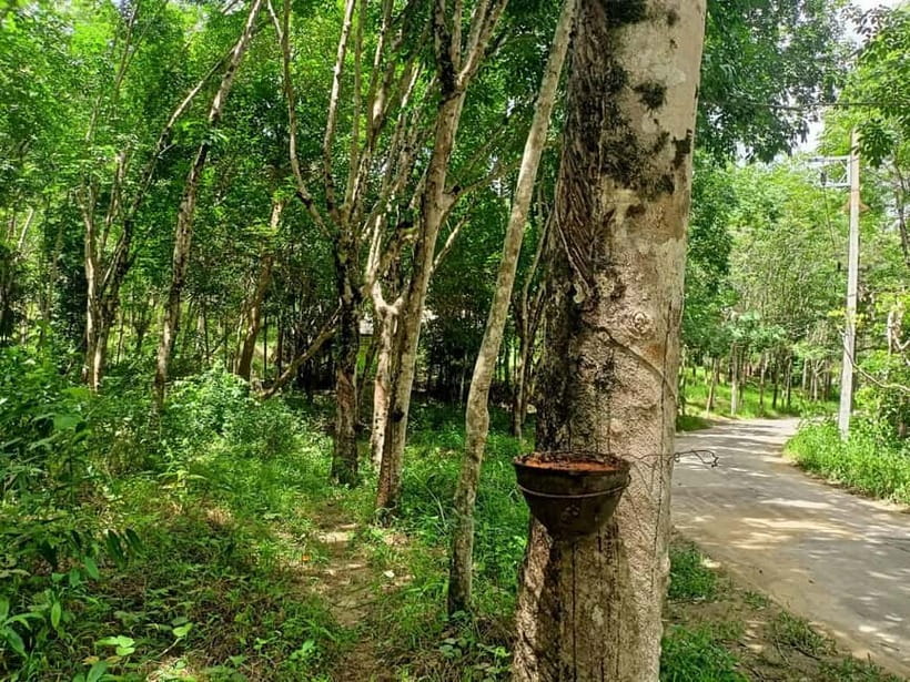 Khao Lak’s Best: Elephant Sanctuary,Rubber Tapping&Waterfall - Key points to know before booking