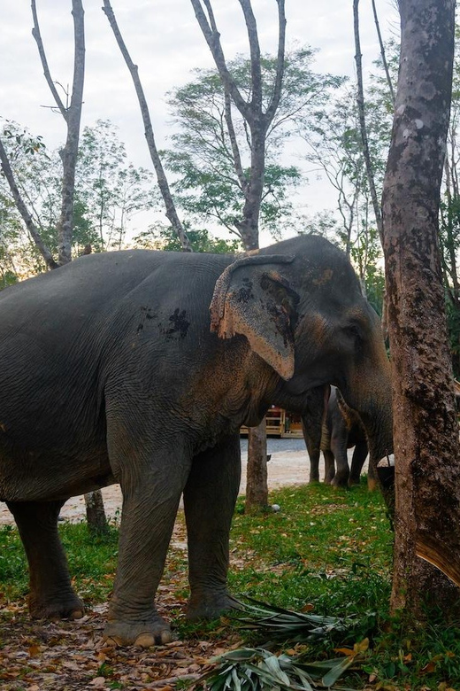 Khao Lak’s Best: Elephant Sanctuary,Rubber Tapping&Waterfall - Why the elephant sanctuary is the main event