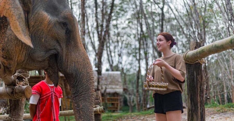 Khao Lak’s Best: Elephant Sanctuary,Rubber Tapping&Waterfall - The rubber plantation turns a photo stop into a lesson