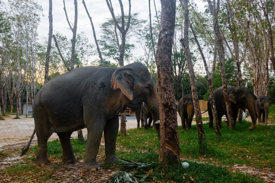 Khao Lak’s Best: Elephant Sanctuary,Rubber Tapping&Waterfall - What $64 gets you