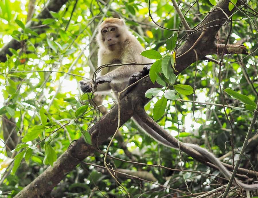 Khao Lak's Little Amazon: Canoe, Trek & Waterfall Day Trip - A Seven-Hour Day From Khao Lak