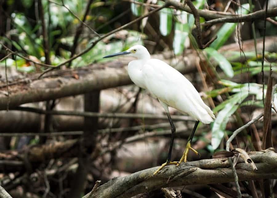 Khao Lak's Little Amazon: Canoe, Trek & Waterfall Day Trip - What the $101 Price Really Covers