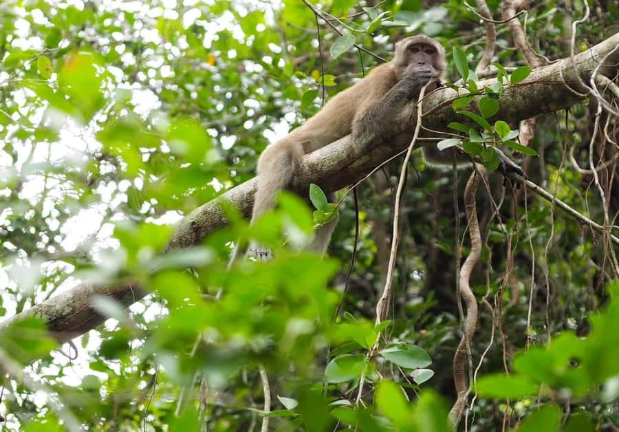 Khao Lak's Little Amazon: Canoe, Trek & Waterfall Day Trip - Should You Book It?