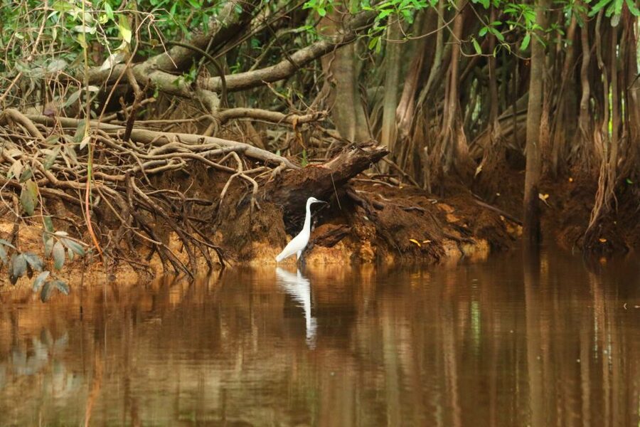 Khao Lak: Sri Phang Nga Canoe and Tam Nang Waterfall Tour - What to pack for the jungle and water