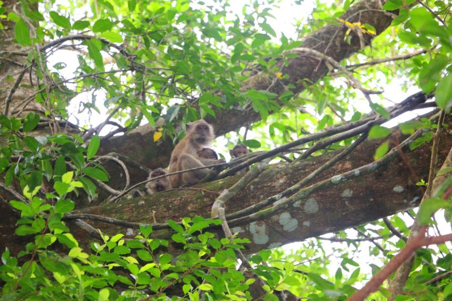 Khao Lak: Sri Phang Nga Canoe and Tam Nang Waterfall Tour - Canoeing the Sang-Nea River