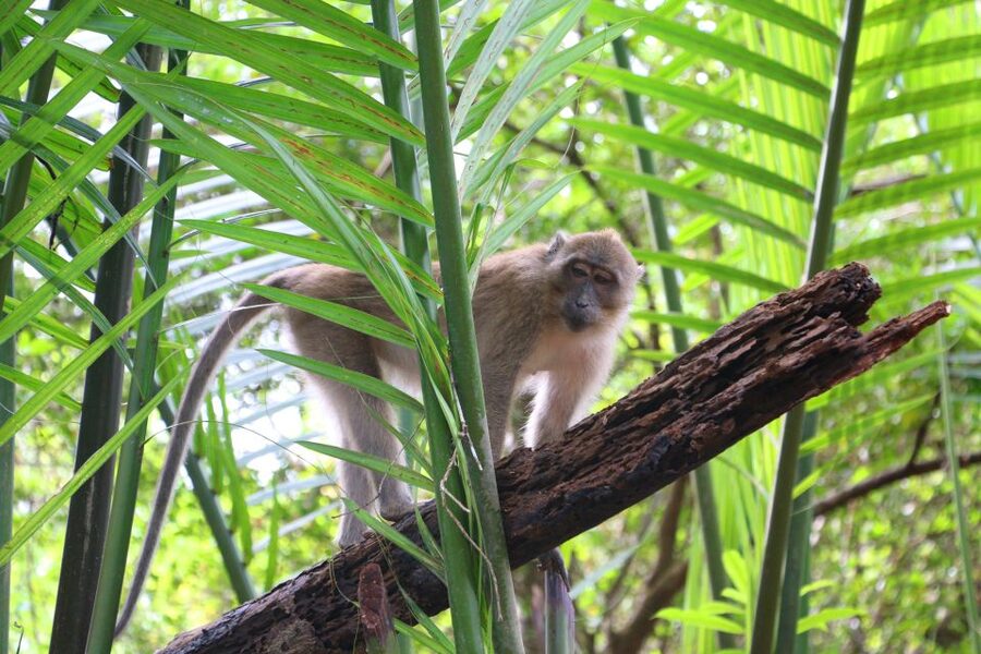 Khao Lak: Sri Phang Nga Canoe and Tam Nang Waterfall Tour - Lunch, fruit, and a hot spring stop