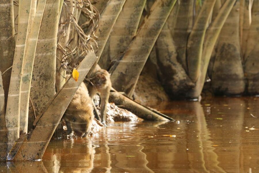 Khao Lak: Sri Phang Nga Canoe and Tam Nang Waterfall Tour - Guides and the small-group advantage
