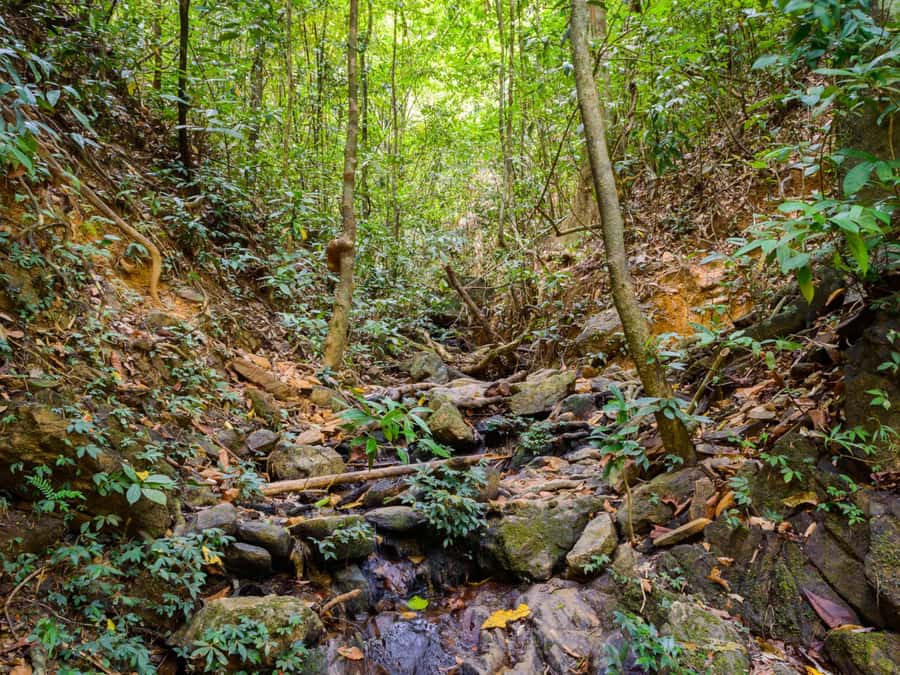 Khao Sok: Private Jungle Trek, Waterfall Swim & Bamboo Lunch - How demanding is the walk?