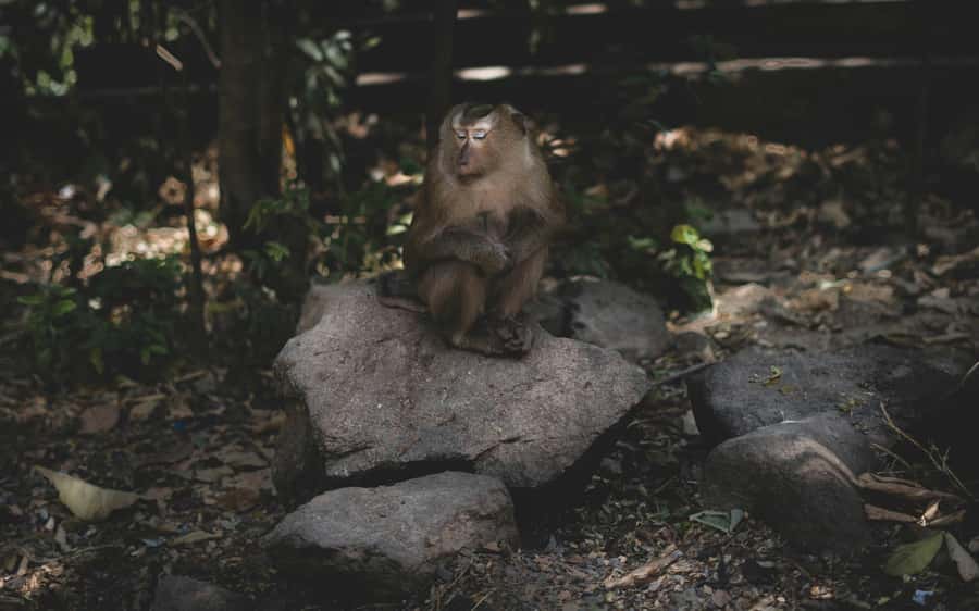 Khao Sok: Private Jungle Trek, Waterfall Swim & Bamboo Lunch - Who will enjoy this most?