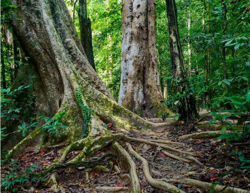 Khao Sok: Private Waterfalls and Wildlife Half-Day Trek - How private and small-group options change the feel