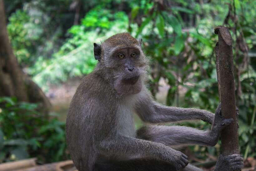 Khao Sok: Private Waterfalls and Wildlife Half-Day Trek - Hotel pickup gets you to the forest without fuss
