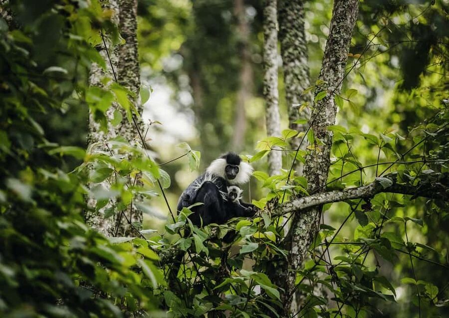 Kigali:1 Day Nyungwe Canopy Walk & Waterfall Tour adventure - Key points before you book