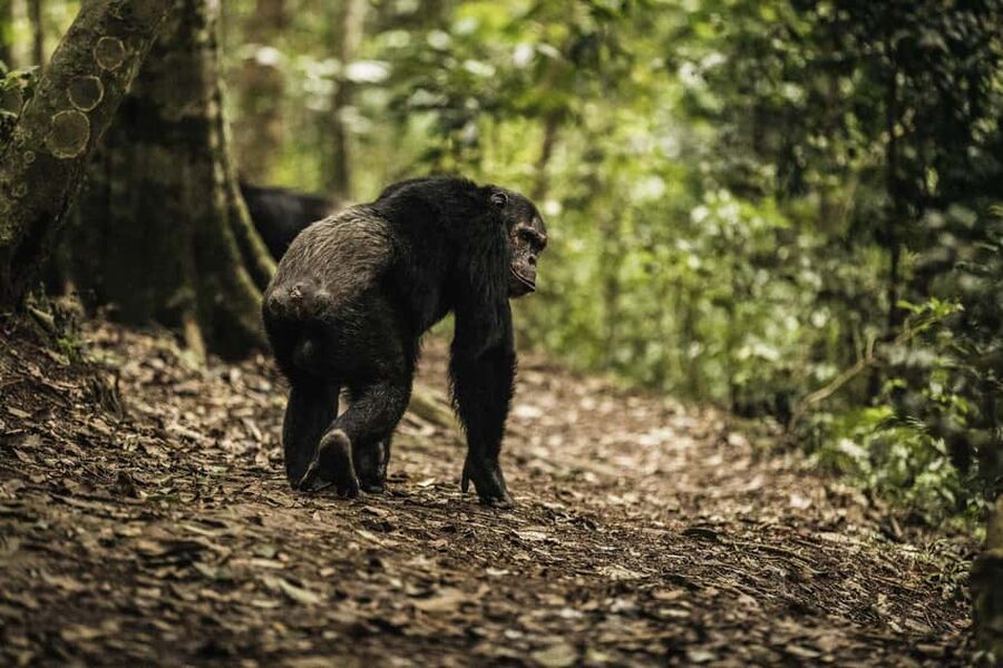 Kigali:1 Day Nyungwe Canopy Walk & Waterfall Tour adventure - The 50-meter-high canopy walkway