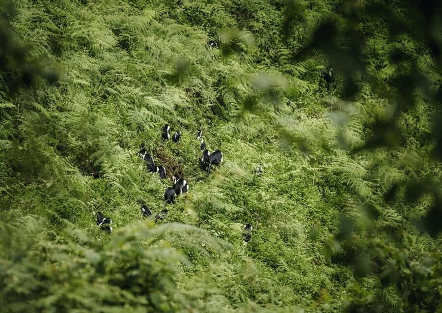 Kigali:1 Day Nyungwe Canopy Walk & Waterfall Tour adventure - Lunch before the afternoon hike