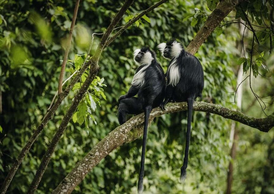 Kigali:1 Day Nyungwe Canopy Walk & Waterfall Tour adventure - What the guides add to the day