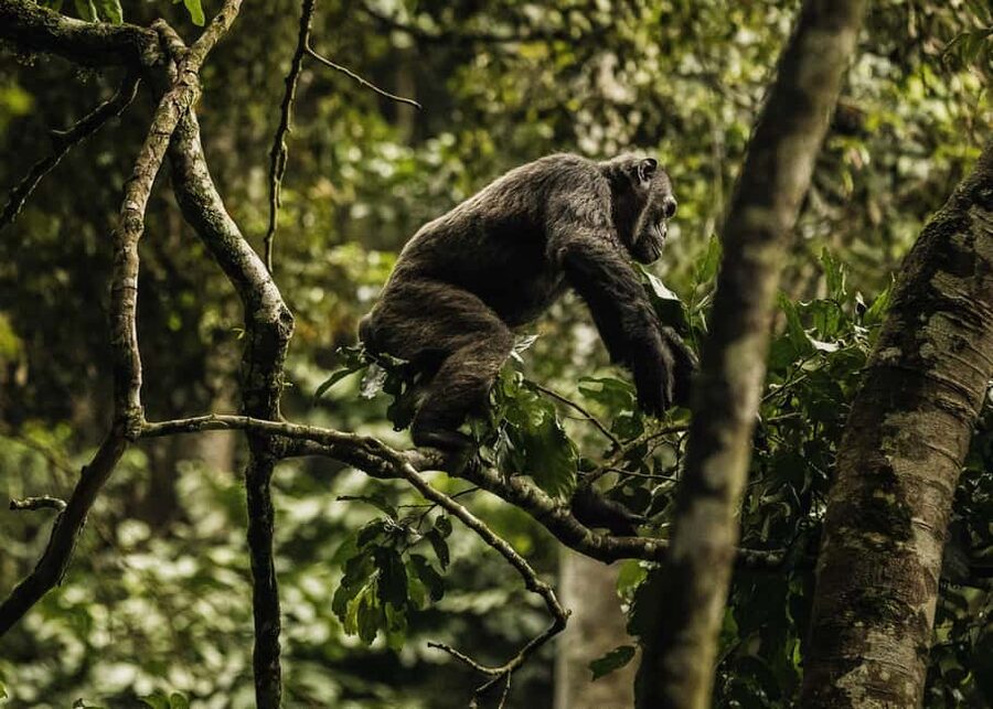 Kigali:1 Day Nyungwe Canopy Walk & Waterfall Tour adventure - Who should book this day trip?