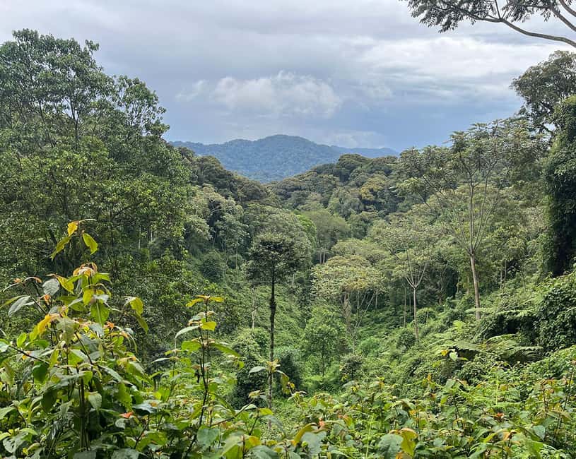 Kigali:1 Day Nyungwe Canopy Walk & Waterfall Tour adventure - Entering Nyungwe Forest National Park