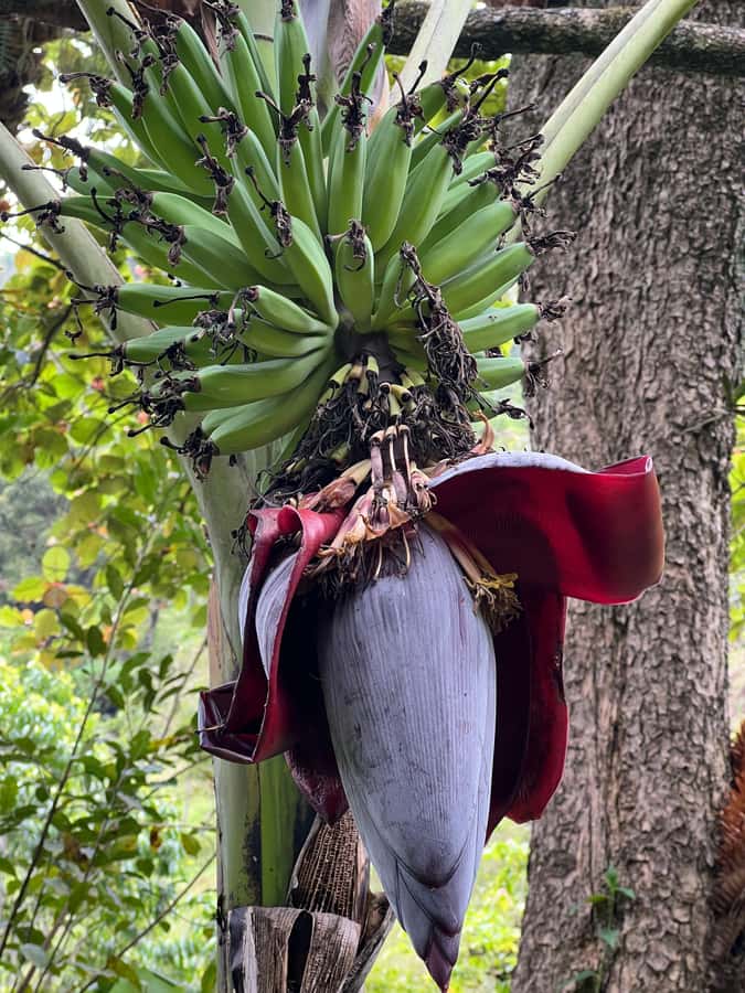 Kilimanjaro: Village Walk, Coffee Tour, Waterfall, and Lunch - A Chagga lunch with local ingredients