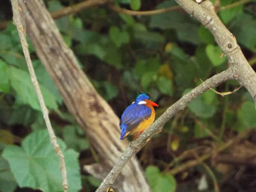 Kilimanjaro: Village Walk, Coffee Tour, Waterfall, and Lunch - The drive from Moshi, Arusha, or the airport