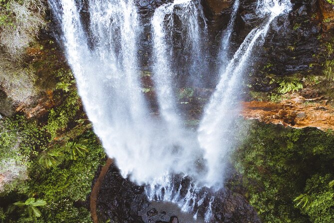 Koalas, 6 Springbrook Waterfalls and Natural Bridge Day Tour - Key details that shape the day