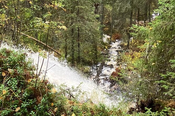 Korouoma Canyon: Frozen Waterfalls Hike & BBQ Experience - What the guide adds to the forest walk