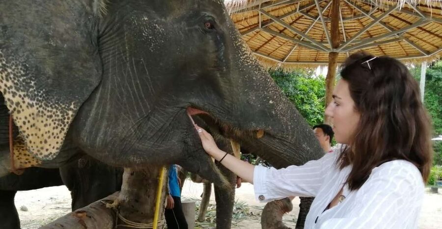 Krabi: Elephant Bathing and Huay Tho Waterfall Day Trip - Making nutrition balls and feeding the elephants