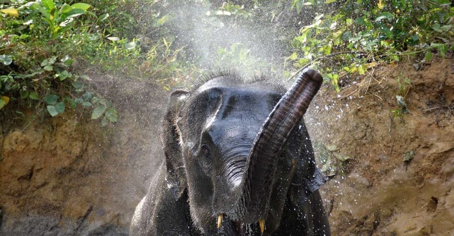 Krabi: Elephant Care House & 7-Level Huay Tho Waterfall Trip - Key points to know before you go
