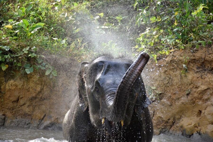 Krabi: Elephant Care House & 7-Level Huay Tho Waterfall Trip - Thai lunch and a welcome pause