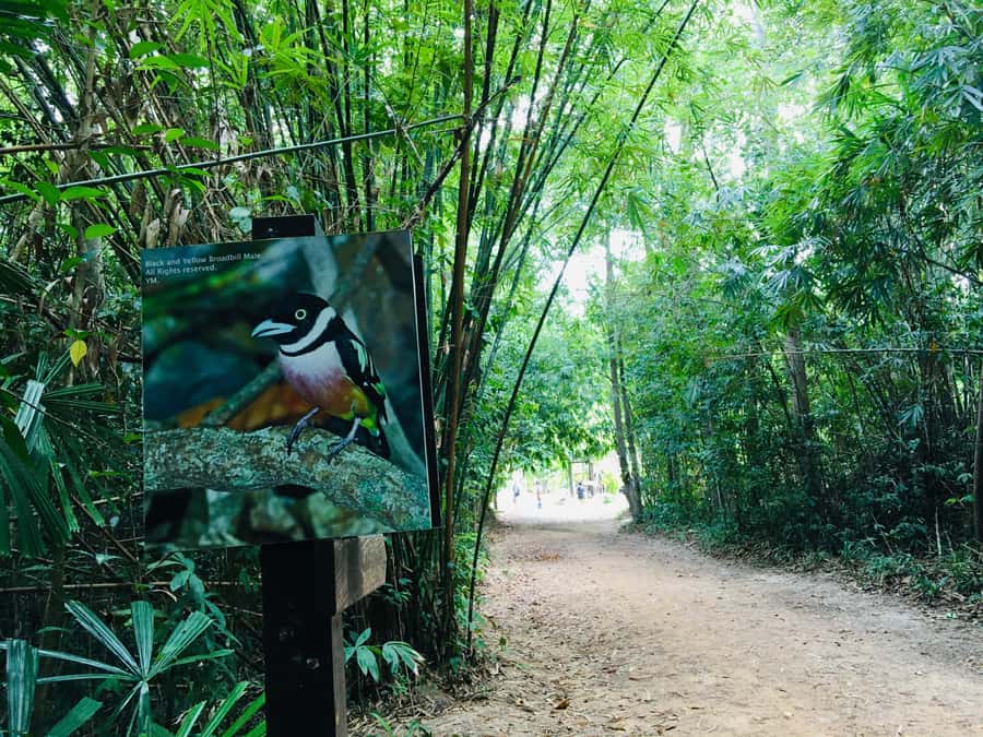 Krabi: Emerald Pool and Hot Spring Waterfall with ATV Riding - Lunch in the jungle