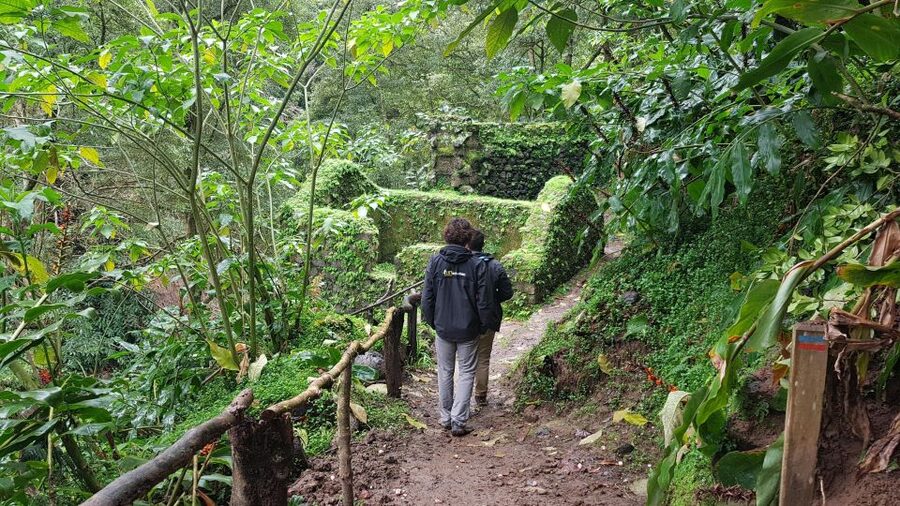 Lomba de São Pedro: Waterfall Hiking Tour with Tea Tasting - Why this São Miguel day works so well