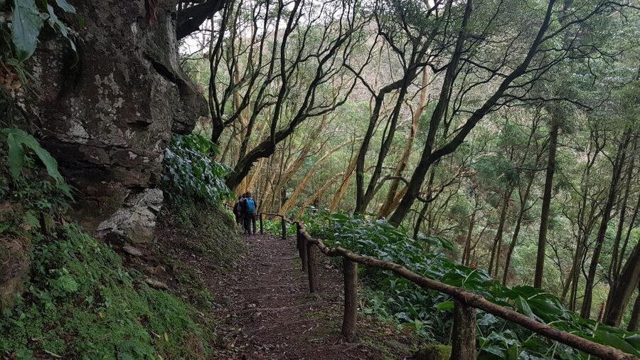 Lomba de São Pedro: Waterfall Hiking Tour with Tea Tasting - Cryptomeria forest and Poço da Truta