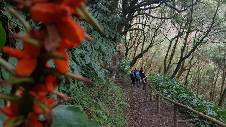 Lomba de São Pedro: Waterfall Hiking Tour with Tea Tasting - The climb, springs, and village life
