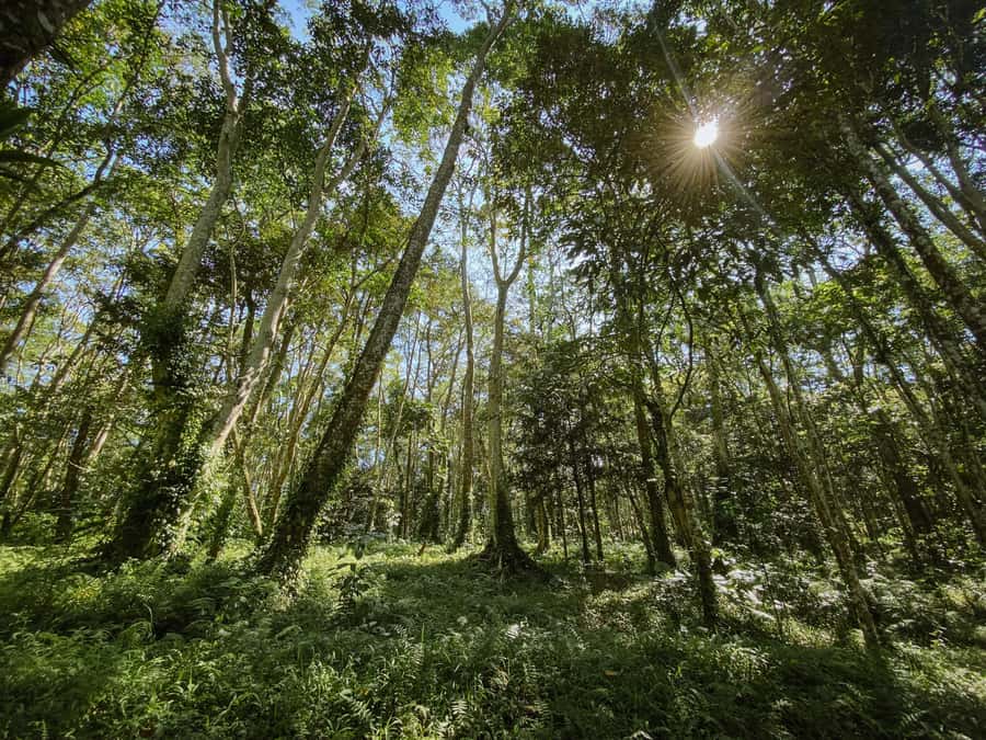 Lombok: Tetebatu Walk, Waterfall, Monkey Forest & Cooking - Choosing the Sasak cooking class