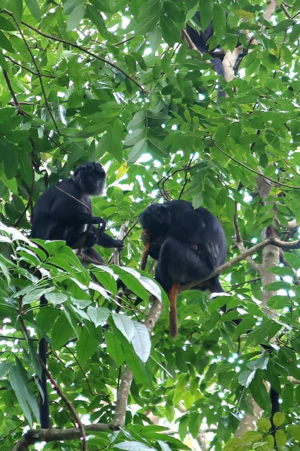Lombok: Tetebatu Walking Tour with Monkey Forest & Waterfall - Is $48 a fair price?