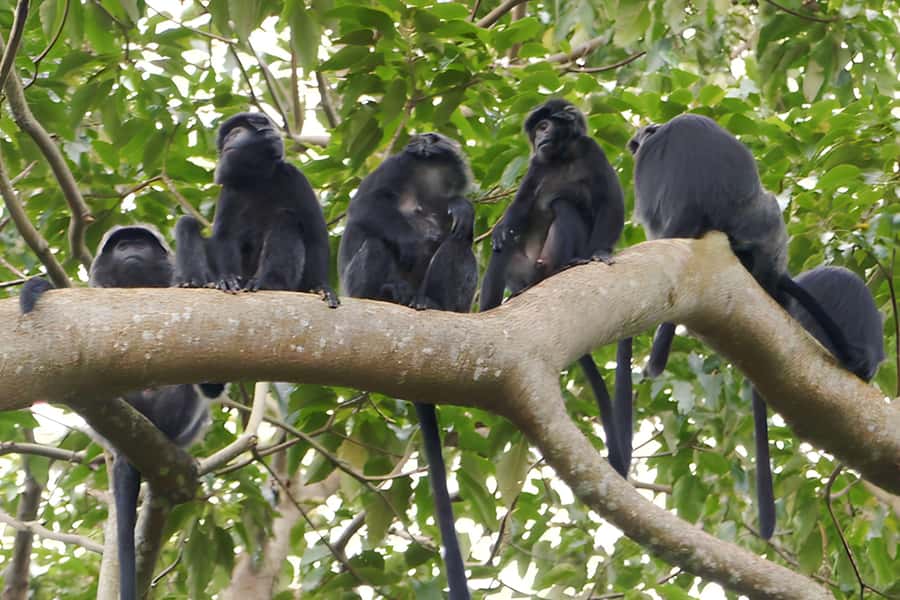 Lombok: Tetebatu Walking Tour with Monkey Forest & Waterfall - Searching for black monkeys in the forest