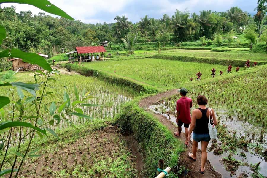 Lombok: Tetebatu Walking Tour with Monkey Forest & Waterfall - The waterfall walk and swim