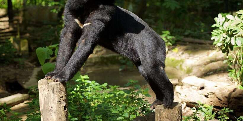Luang Prabang: Pak Ou Caves & Kuang Si Falls Day Trip - A stop at the Tat Kuang Si Bear Rescue Center