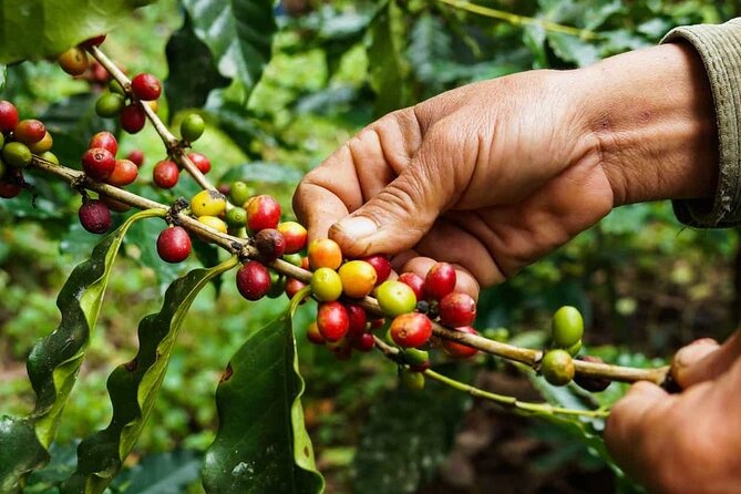 Maasai village visit, Materuni waterfalls & coffee experience - What you actually see of Kilimanjaro