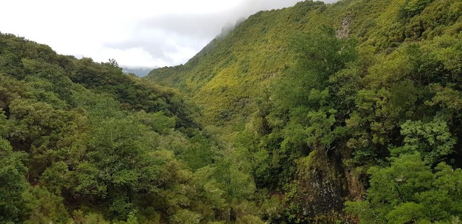 Madeira: Mountain Walk with Lagoon and Waterfalls - What the guide adds, and what the guide may not add