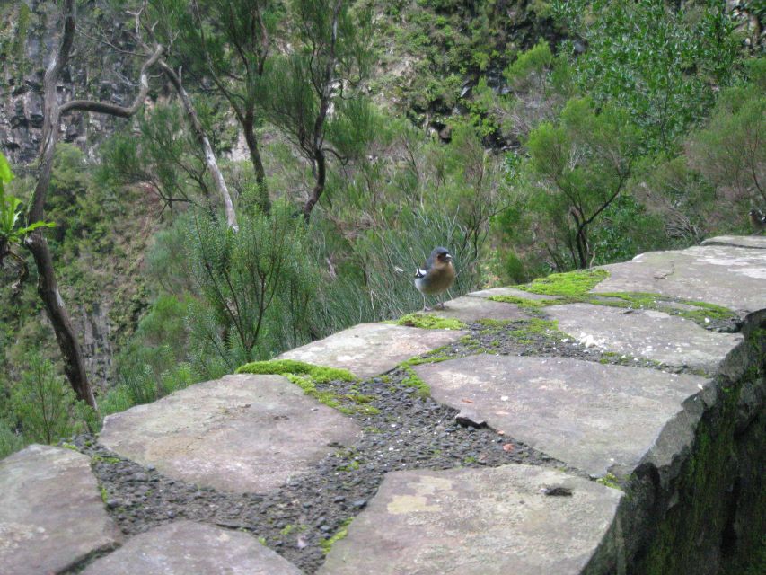 Madeira: Mountain Walk with Lagoon and Waterfalls - Is $55 good value for an eight-hour day?