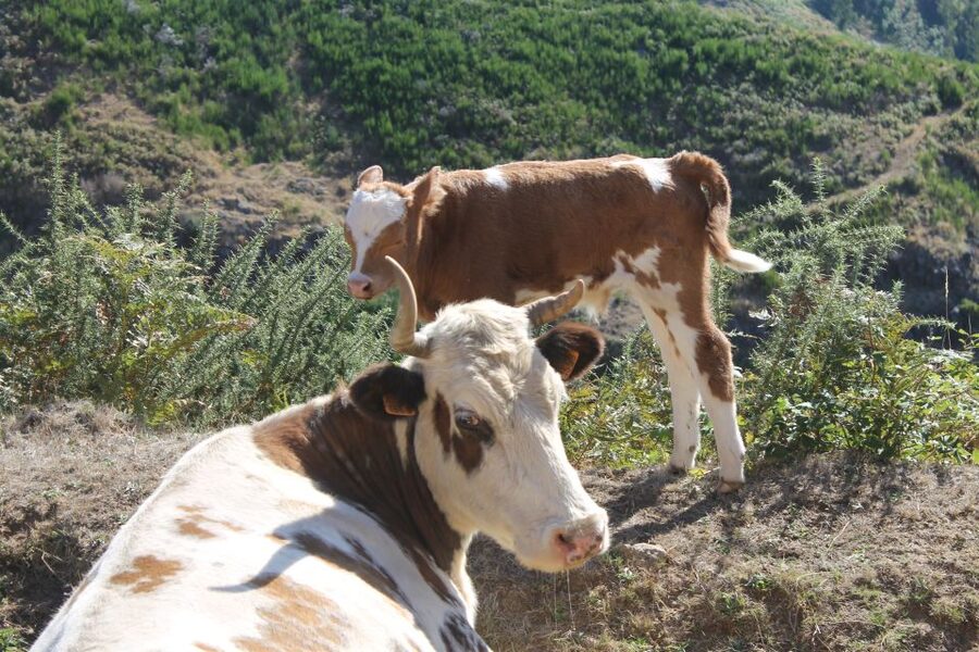 Madeira : Southwest coast, Run & Anjo´s Waterfall 4x4 Tour - Ponta do Pargo brings the western edge into view
