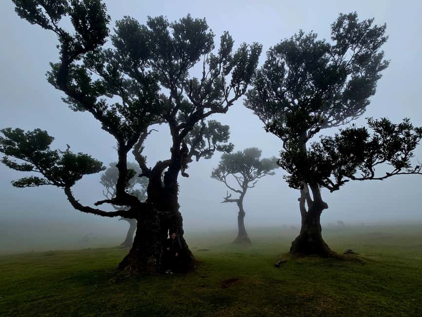 Madeira: Visit the Vulcanic Pools, Waterfalls and the Magic Forest of Fanal - Cabo Girão gives you the day’s first jolt