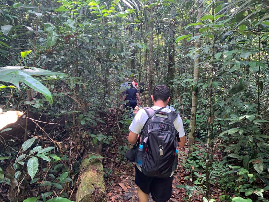 Manaus: Presidente Figueiredo Caves and Waterfalls Tour - The 20-minute walk into Iracema Park