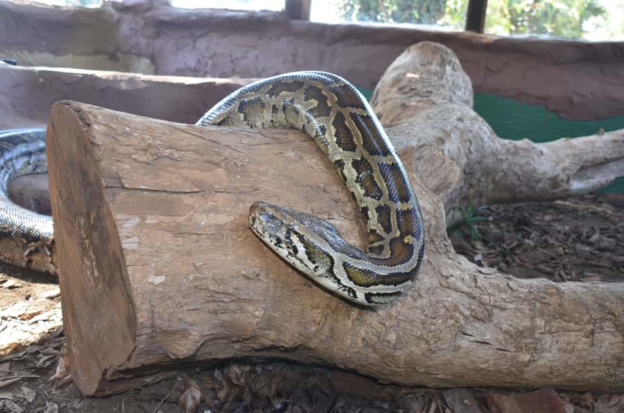 Mandela Capture Site Howick Falls & PheZulu Village Day Trip - Crocodiles and snakes at the Reptile Park